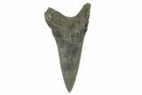 Fossil Shortfin Mako Tooth - Lee Creek (Aurora), NC #294745-1